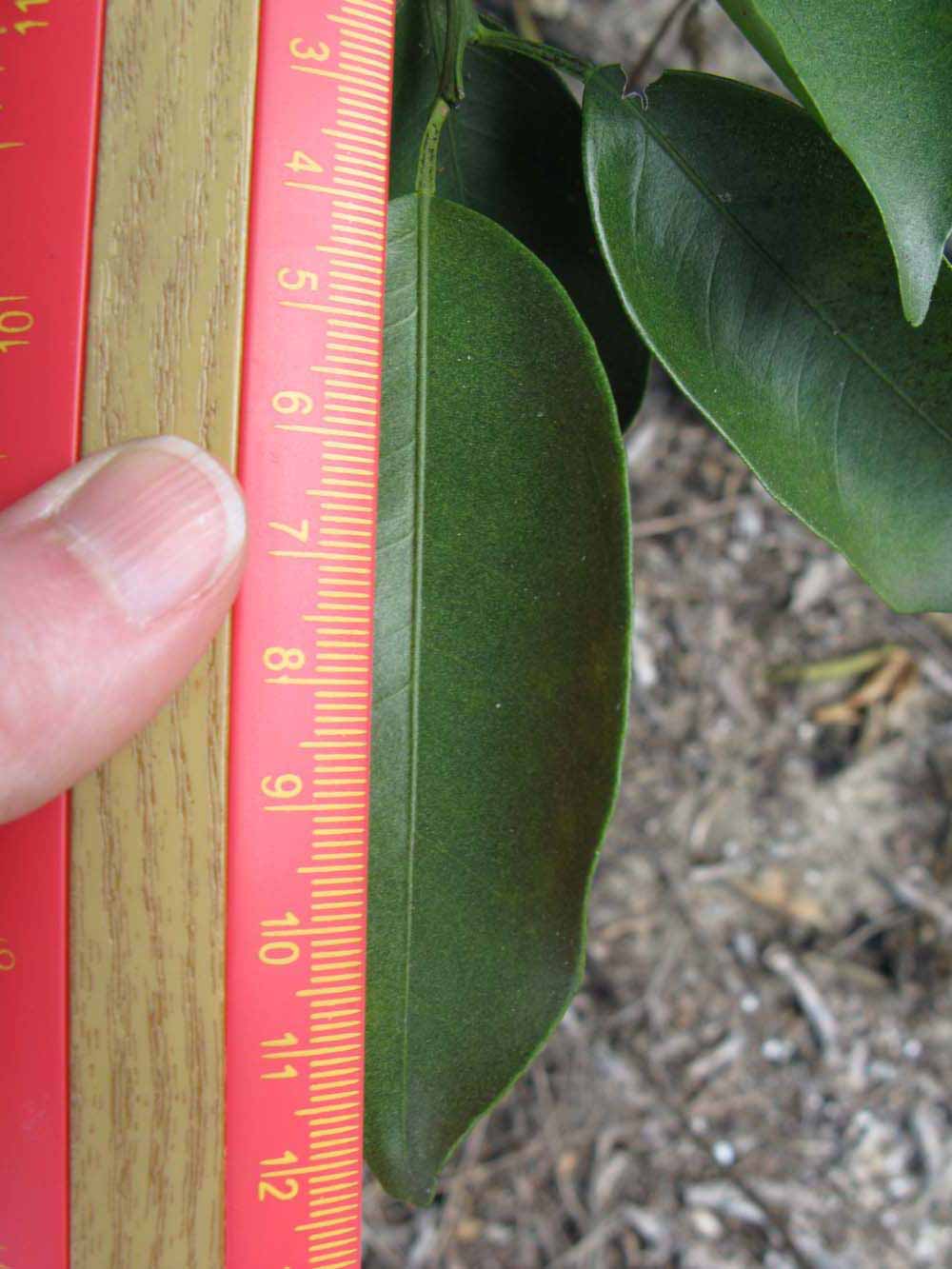              Unifoliolate leaf (Winter Haven, FL)       